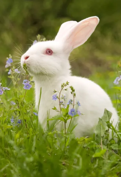 Rabbit in a meadow